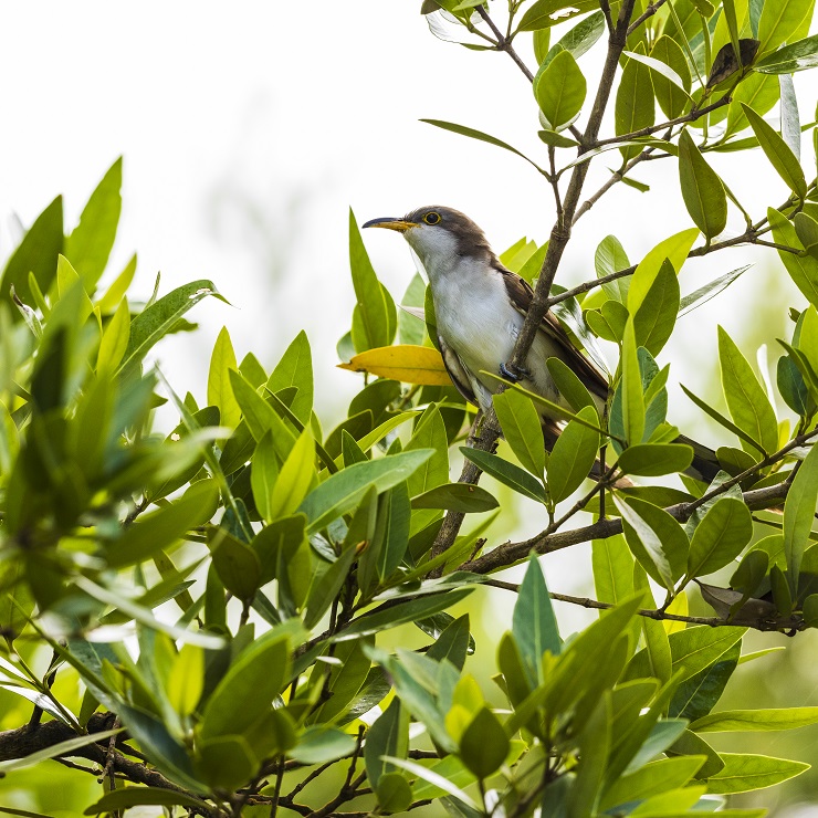 Animalstuffstore yellow-billed-cuckoo-4200 Just lately Acquired – 10,000 Birds Bird  