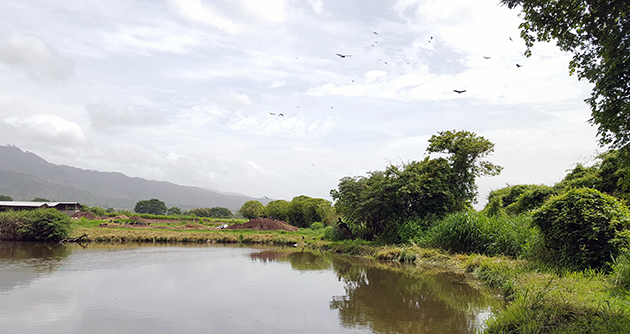 One of Zamorano's lovely agricultural lagoons