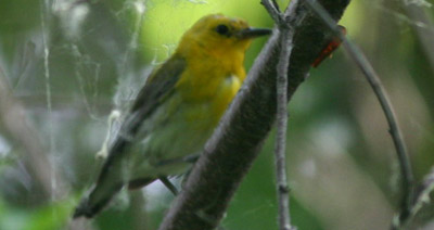 Prothonotary Warbler