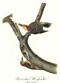 Red-bellied Woodpecker