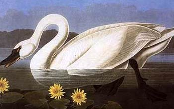 Tundra Swan