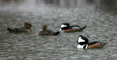 Hooded Mergansers