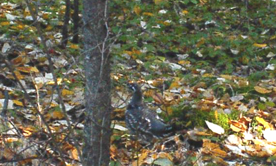 Spruce Grouse