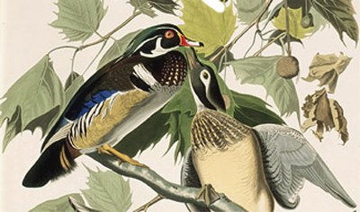 Wood Ducks by Audubon