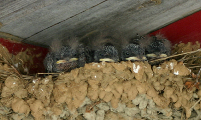 Barn Swallow Chicks