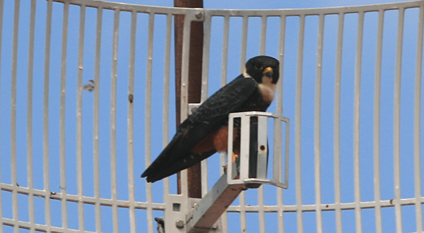 Bat Falcon