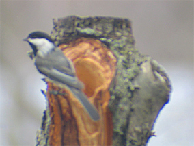 Black-capped Chickadee by Christine Guarino