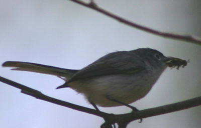 Blue-gray Gnatcatcher