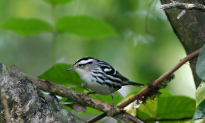 Black-and-white Warbler