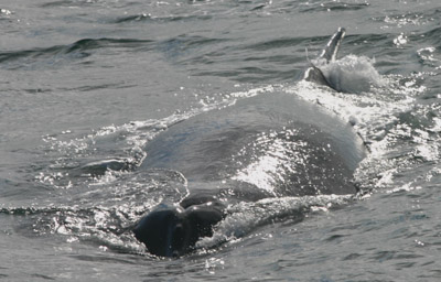 Humpback Whale