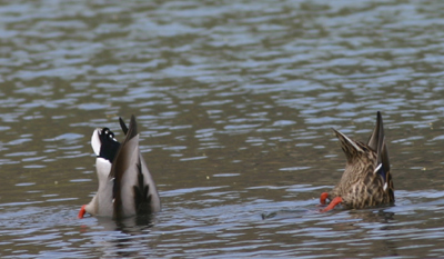 Dabbling Ducks