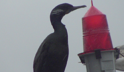 Brandt's Cormorant