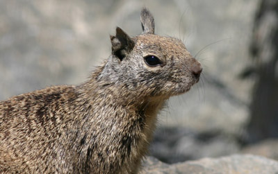 California Ground Squirrel