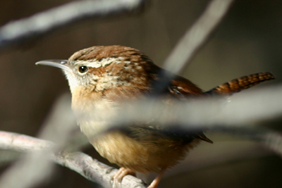 Carolina Wren