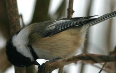 Black-capped Chickadee