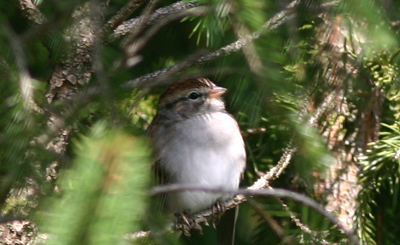 Chipping Sparrow