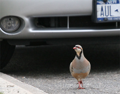 Chukar