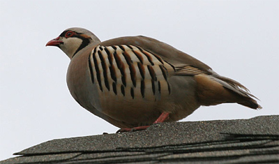 Chukar