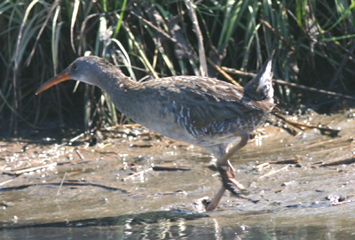 Clapper Rail