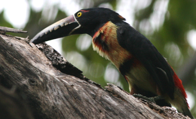 Collared Aracari