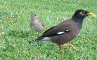 Common Myna