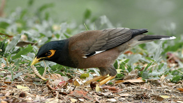 Common Myna by Charlie