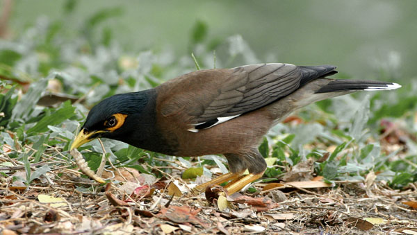 A Myna Problem 10 000 Birds