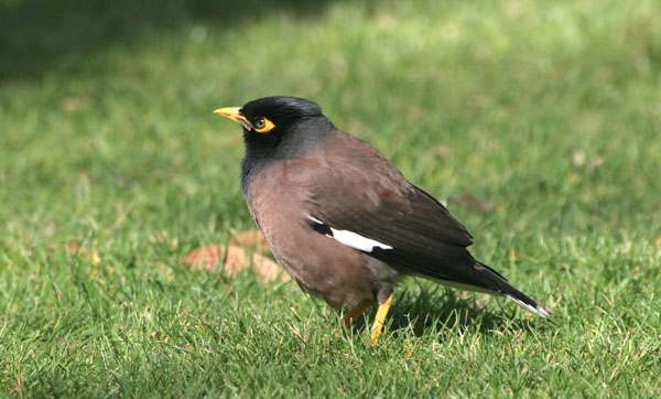 Common Myna