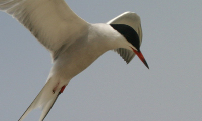 Common Tern