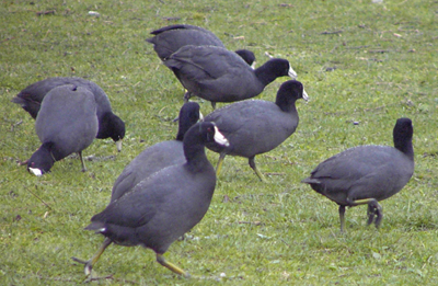 American Coots