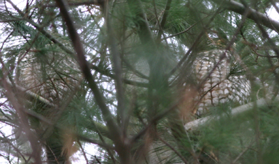 Long-eared Owls