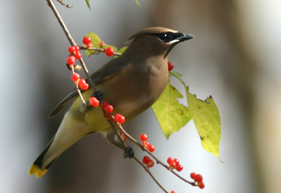 Cedar Waxwing by Mike Bergin