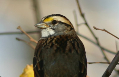 White-throated Sparrow