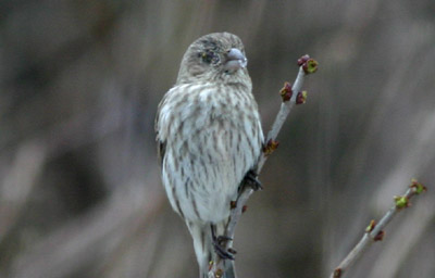 House Finch with conjunctivitis