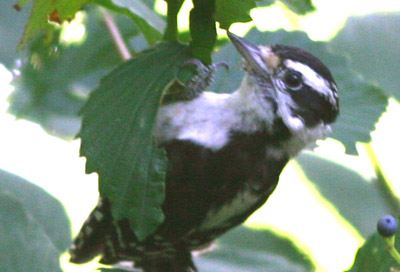 Downy Woodpecker Downy Woodpecker