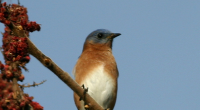 Eastern Bluebird