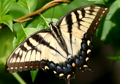 Eastern Tiger Swallowtail Eastern Tiger Swallowtail
