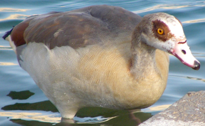 Egyptian Goose