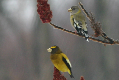 Evening Grosbeaks