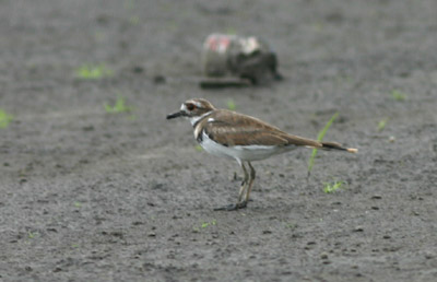 Killdeer