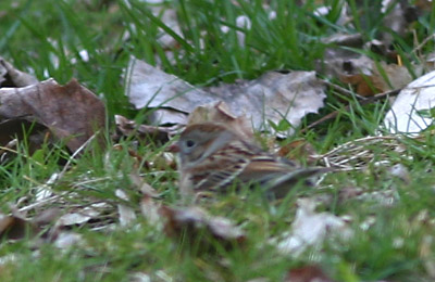 Field Sparrow