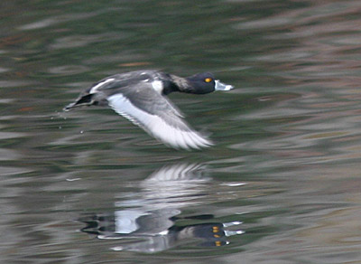 Ring-necked Duck