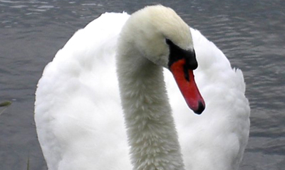 Mute Swan