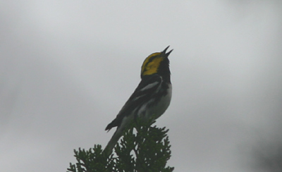 Golden-cheeked Warbler