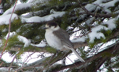 Gray Jay