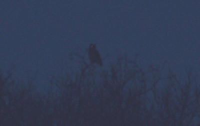 Great Horned Owl