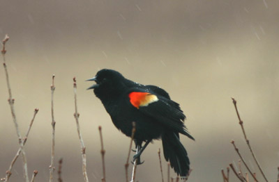 Red-winged Blackbird