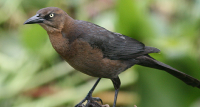 Great-tailed Grackle