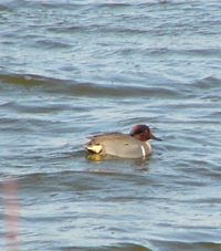 Green-winged Teal