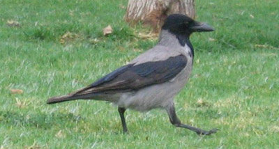 Hooded Crow